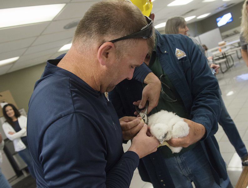 'Terrible' spring threatens nesting season, but peregrine falcons continue rebound in Missouri